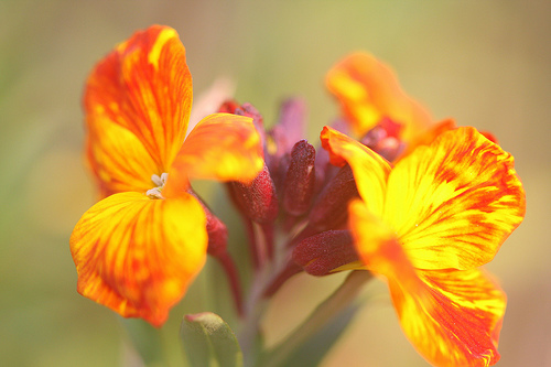 شب بوی خیری